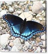 Red Spotted Purple Canvas Print