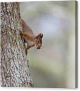 Red Squirrel Climbing Down A Tree Canvas Print