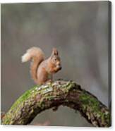 Red Squirrel Eating A Hazelnut Canvas Print