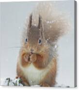 Red Squirrel With Snowflakes Canvas Print