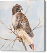 Red Tail Hawk Canvas Print