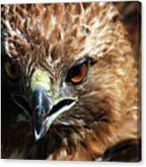 Red-tail Hawk Portrait Canvas Print