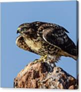 Red Tailed Hawk 11 Canvas Print