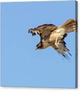 Red Tailed Hawk 2 Canvas Print