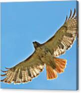 Red Tailed Hawk 5834 Canvas Print