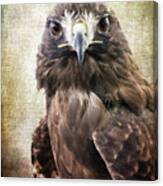 Red Tailed Hawk Canvas Print