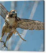 Red-tailed Hawk Lift-off Canvas Print