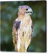 Red Tailed Hawk Canvas Print