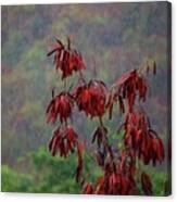 Red Tree In The Rain Canvas Print