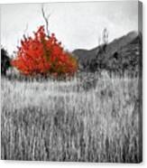 Red Tree In The Valley Canvas Print