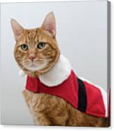 Red Tubby Cat Tabasco Santa Clause Canvas Print