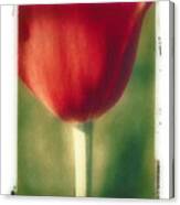 Red Tulip Canvas Print