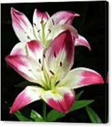 Red White Lilies Canvas Print