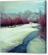 Red Willows On The Embudo Canvas Print