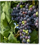 Red Wine Grapes On The Vine Canvas Print