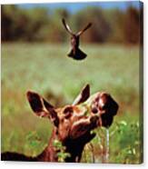 Red-winged Blackbird Attacking Moose Canvas Print