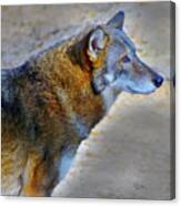 Red Wolf Standing Canvas Print