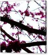 Redbud Blooming Branches Canvas Print