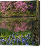 Redbuds And Bluebells Canvas Print