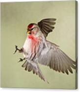 Redpoll In Flight Canvas Print