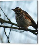 Redwing Perched Canvas Print