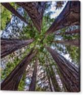 Redwood Canopy Canvas Print