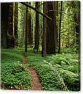 Redwood Forest Path Canvas Print