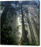 Redwood God Rays Canvas Print