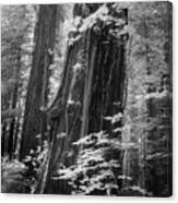 Redwood Trunk Canvas Print