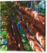 Redwoods 2 Canvas Print