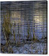 Reeds And Reflection Canvas Print