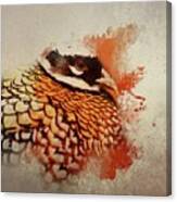Reeve's Pheasant Canvas Print