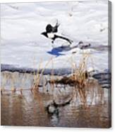 Reflecting Magpie Canvas Print