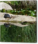 Reflecting On The Life Of A Turtle Canvas Print