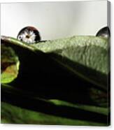 Reflecting Water Drop On Leaf Canvas Print