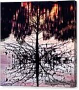 Reflection Tree Canvas Print