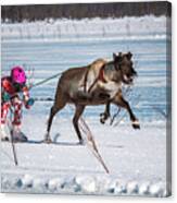 Reindeer Racing On Lake Inari Finland Canvas Print