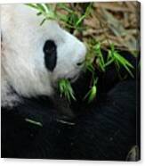 Relaxed Panda Bear Eats With Green Leaves In Mouth Canvas Print