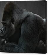 Relaxed Silverback Canvas Print