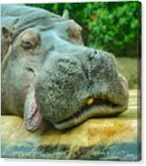 Relaxing Hippo Canvas Print