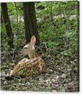 Resting Fawn Canvas Print