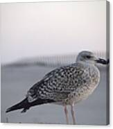 Resting Gull Canvas Print