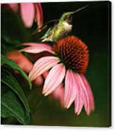 Resting Hummingbird Canvas Print