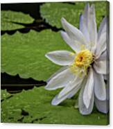 Resting On The Lilypad Canvas Print