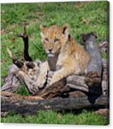 Resting On A Woodpile Canvas Print