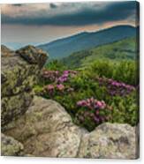 Rhododendron From The Keyhold View On Jane Bald Canvas Print