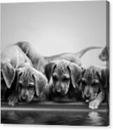 Ridgeback Puppies Canvas Print