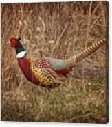 Ring Necked Pheasant Canvas Print