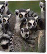 Ring-tailed Lemur Lemur Catta Group Canvas Print