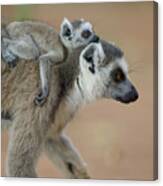 Ring-tailed Lemur Mom And Baby Canvas Print